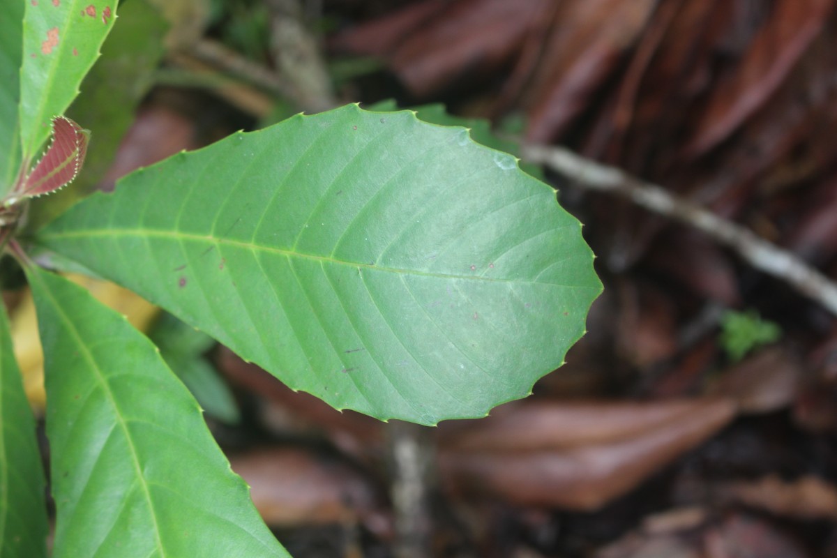 Dillenia retusa Thunb.